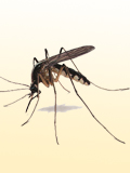 Картинка-анонс к статье Аллергия на укусы комаров у ребенка