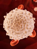 Картинка-анонс к статье Воздействие цитотоксических Т-клеток на организм