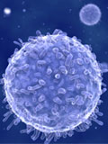 Картинка-анонс к статье Функция Т-лимфоцитов в организме человека