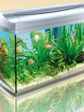 Картинка-анонс к статье Аллергическая реакция на на аквариумных рыбок