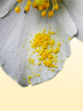 Картинка-анонс к статье Как лечить аллергию на пыльцу