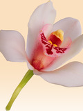 Картинка-анонс к статье Аллергическая реакция на орхидею