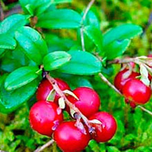 Картинка-анонс к статье Брусника при простатите: целебные свойства лесной ягоды