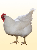 Картинка-анонс к статье Может ли быть аллергия на курицу и чем это обусловлено?