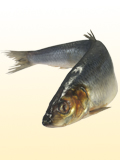 Картинка-анонс к статье Аллергическая реакция на рыбу