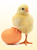 Картинка-анонс к статье Может ли быть аллергия на яйца?
