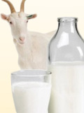 Картинка-анонс к статье Причины аллергии на козье молоко у грудничка
