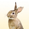 Симптомы аллергии на кролика