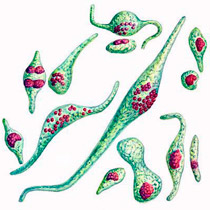 Картинка-анонс к статье Бактериальный простатит: принципы урологической тактики