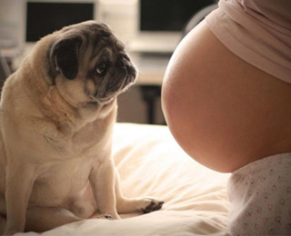 Собака и беременная женщина